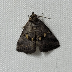 Hyperstrotia flaviguttata