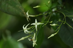 Faramea occidentalis