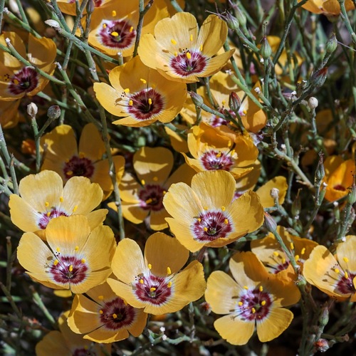 Plains flax (Linum puberulum)