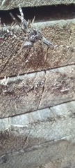 Nuctenea umbratica
