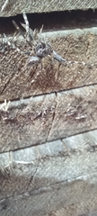 Nuctenea umbratica