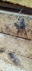 Nuctenea umbratica