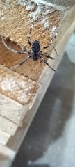 Nuctenea umbratica