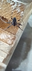 Nuctenea umbratica
