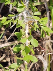 Schaefferia cuneifolia