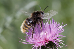 Bombus rupestris
