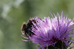 Bombus rupestris