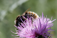 Bombus rupestris
