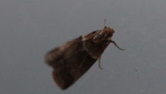 Acrobasis tumidana