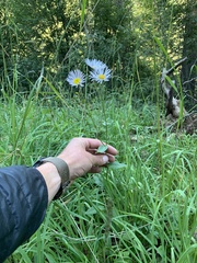 Erigeron eximius