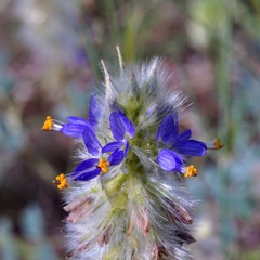 Dalea lachnostachys