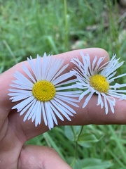 Erigeron eximius