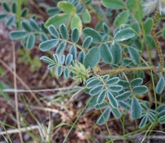 Dalea lachnostachys