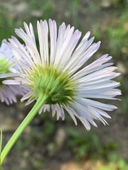 Erigeron eximius