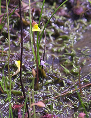 Utricularia minutissima