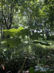 Cecropia schreberiana