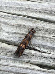 Mystacides interjectus