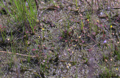 Utricularia minutissima