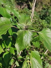 Tithonia tubaeformis