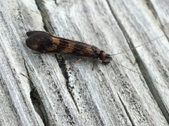 Mystacides interjectus