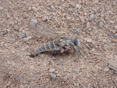 Promachus consanguineus