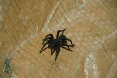 Amblyocarenum walckenaeri