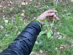 Erigeron eximius