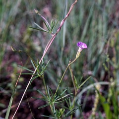 Ipomoea costellata