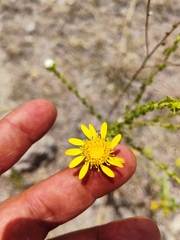 Grindelia inuloides