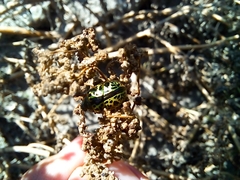 Calligrapha pantherina