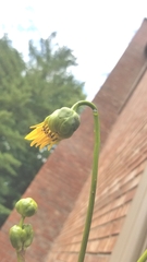 Haplorhynchites aeneus