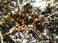 Calligrapha pantherina
