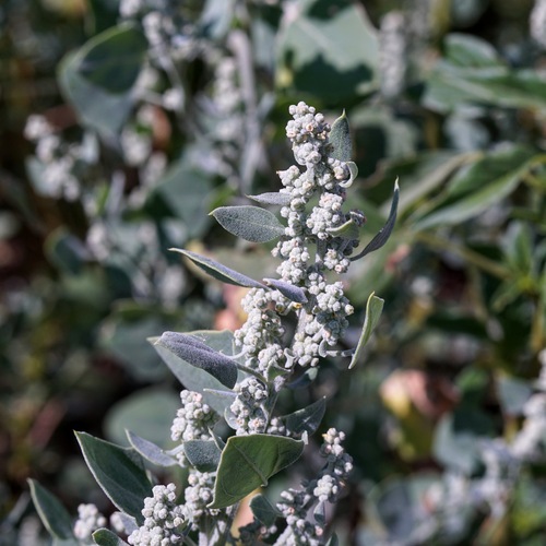 New Mexico Goosefoot (Chenopodium neomexicanum)
