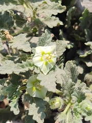 Chamaesaracha sordida