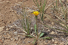 Nothocalais alpestris