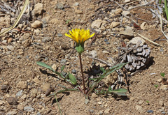 Nothocalais alpestris