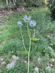 Erigeron eximius