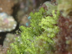Caulerpa webbiana