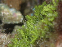 Caulerpa webbiana