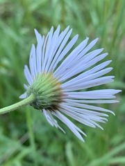 Erigeron eximius