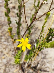 Grindelia inuloides