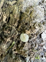 Clitopilus scyphoides reductus