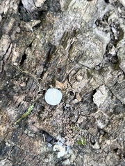 Clitopilus scyphoides reductus