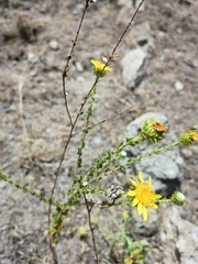 Grindelia inuloides