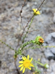 Grindelia inuloides