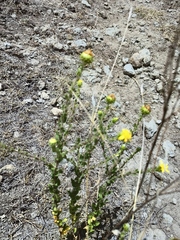 Grindelia inuloides