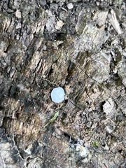 Clitopilus scyphoides reductus