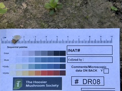 Clitopilus scyphoides reductus