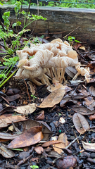 Agaricales