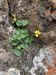 Viola caucasica